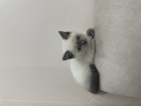 British Shorthair Blue Point Yavrular