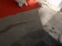 Ev doğumlu orjinal beyaz alman çoban köpeği yavrular