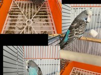 6 aylık show jumbo erkek çok uygundur