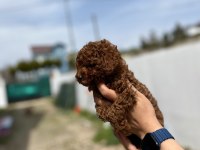 Kore Ve Toy Poodle Bebekler