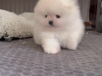 Ev Ortamında Büyüyen Pomeranian Yavruları