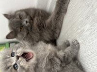 British Longhair Sahiplendirme