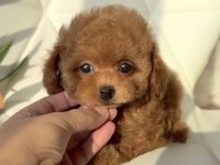 Özenle Büyütülen Toy Poodle Yavrular