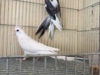 ALBİNO ERKEK ÖZEL MUTASYON WF DİŞİ İKİ GENÇ SULTAN