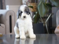 Mükemmel karakterleri ile Labradoodle yavrularımız