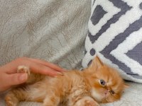 İran Persian