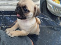 Pug bebeğim