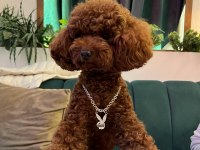 Kore poodle bebekler