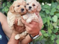 Maltipoo Adrese Teslim, Kapıda Ödeme Yapabilirsiniz