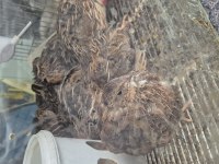 Zonguldak petshop bıldırcın
