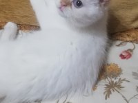 British shorthair red point 2 aylık