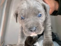 DAHA IYISI VARSA BUYRUN GORELIM SECERELI SAFKAN CANE CORSO