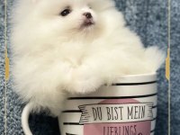 Teacup pomeranian boo yavrumuz