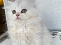 ACİL SAHİPLENDİRME BRİTİSH LONGHAİR