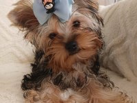 Orjinal Baby Face Yorkshire Terrier Erkek