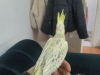Sultan papağanı yavrularımız