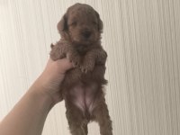 Bir aylık poodle yavrular 15 güne teslime hazır