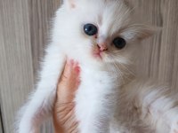 White erkek yavru british