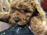 Orjinal toy poodle