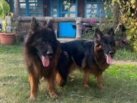 K9 Alman Çoban Kurdu