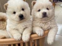 İki aylık chow chow yavrularımız teslime hazır