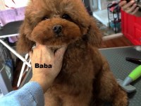 Biz çok tatlı 3 poodle kardeşiz