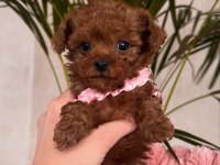 Irk Sağlık Garantili Toy Poodle Yavrularımız
