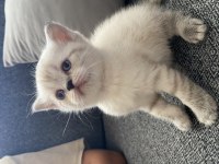 Safkan british longhair dişi yavrusu