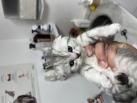 40 günlük safkan scottish fold uysal ve sevecen yavrumuz