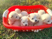 KAR BEYAZI SAMOYED YAVRULARIMIZ YENİ SAHİBİNİ ARIYOR