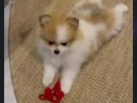 50 günlük pomeranian dişiler
