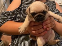 Pug mops yavrularımız yeni yuvalarını arıyorlar