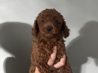 Orjinal ırk red brown renk dişi erkek poodle