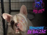 TECRÜBELİ KOCA KAFALI BLUE MERLE PİED FRENCH BULLDOG