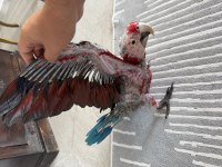 Orman bakanlığı belgeli yavru evcil kırmızı macaw