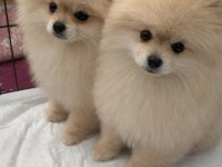 3 aylık pomeranian yavrularım