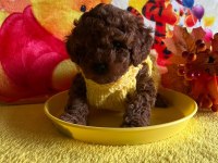 Anne yanından toy poodle bebekler