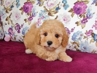 Sun Kennels Üretim Çiftliğinden Poodle Bebekler