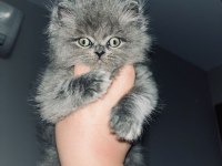 Safkan yurt dışından gelen British longhair yavruları