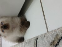 Dişi ragdoll kızım yeni yuvasını arıyor