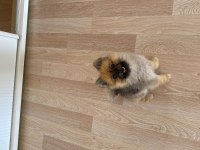 1 yaşında erkek Pomeranian boo 2,5 kg