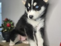 Safkan husky yavrularım