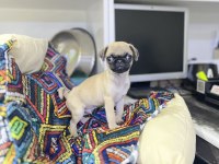 Minyatür pug yavrumuz