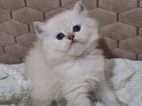 British Longhair 50 günlük