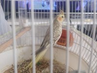Sultan papağanı dişi veya erkek olduğu bilinmiyor evcil