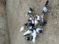 16 adet oyunlu güvercin