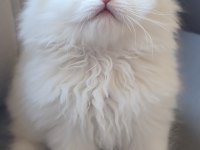 British Longhair Gökyüzünün En Güzel Tonu Bu Gözlerde