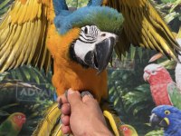 Sarı Lacivert Ara Macaw