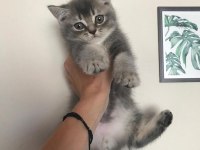 British longhair 4 yavrumuz