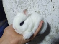 Cüce tavşan yavruları
